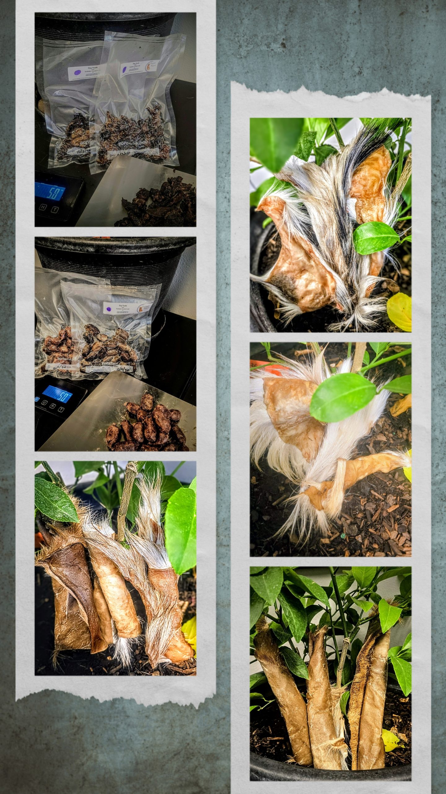 Smoked Treats and Hide Chews