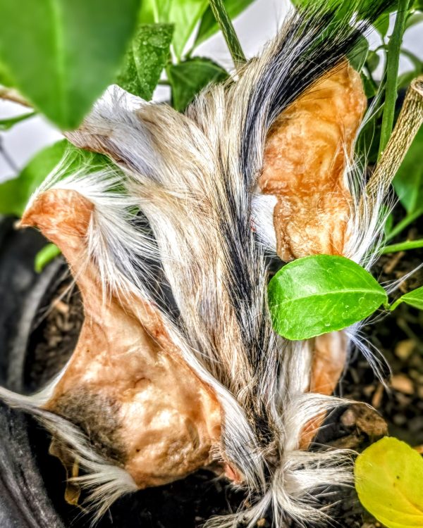 Large Hide Strips