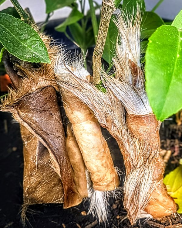 Medium Hide Chew