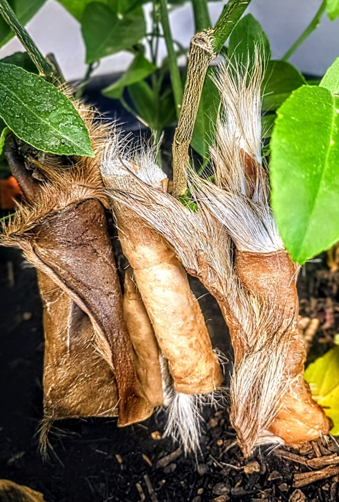 Medium Hide Chew