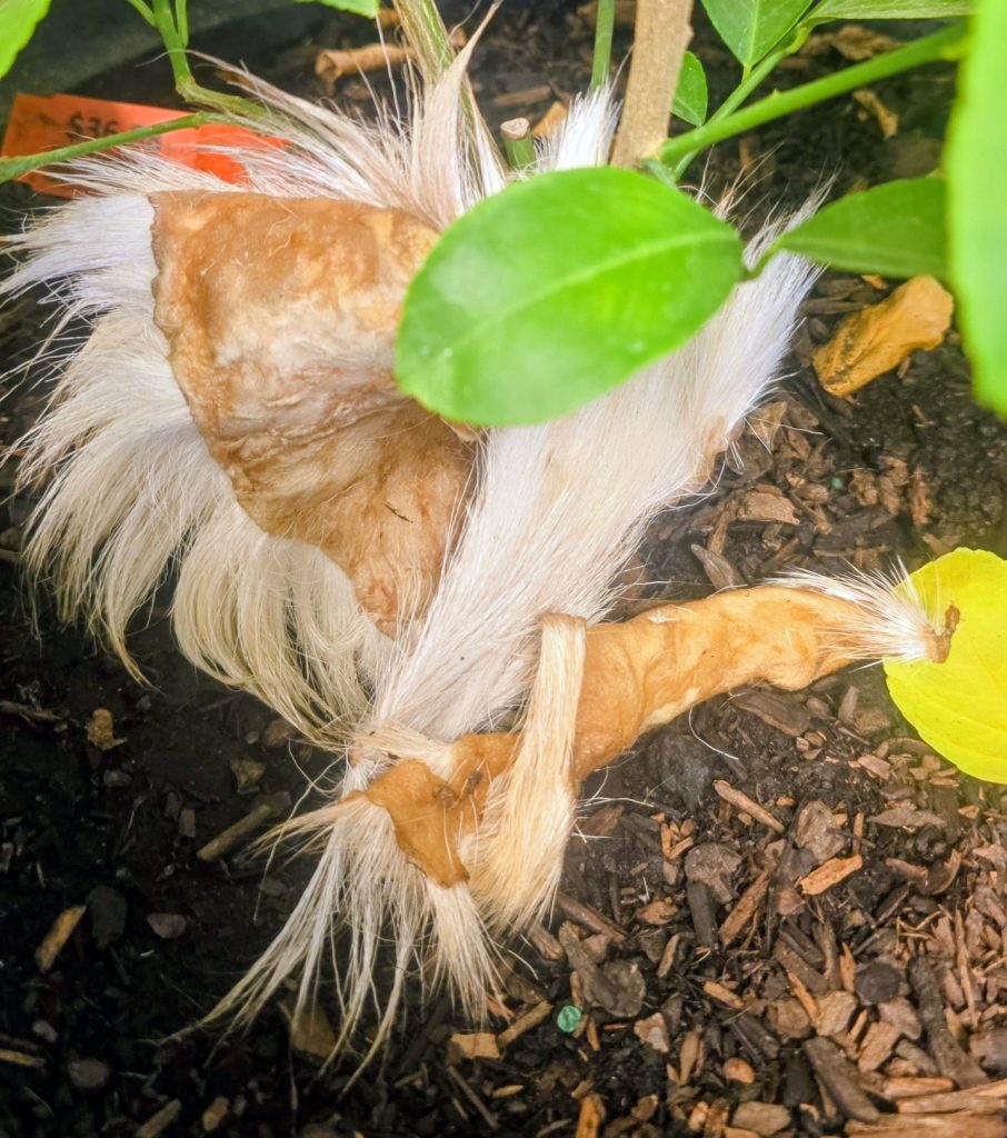 Small Hide Strips