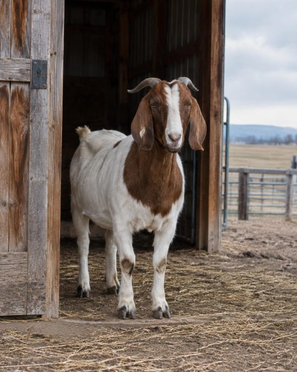 Whole Goat — Commercial Orders